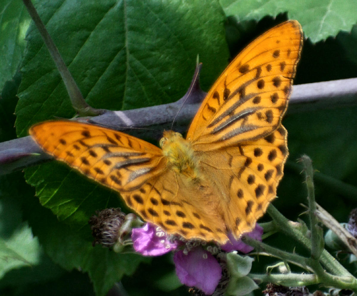 farfalla da identificare